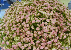 This new product is being introduced at this show and is called Gypsy Rose. It’s a rose and a good filler for bouquets. It is grown by the grower Penta Flowers.